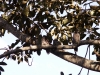 Tawny frogmouths - pic12