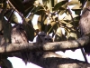 Tawny frogmouths - pic10