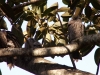 Tawny frogmouths - pic8