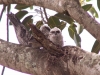 Tawny frogmouths - pic5
