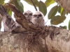 Tawny frogmouths - pic4