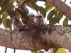 Tawny frogmouths - pic3