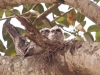 Tawny frogmouths - pic14