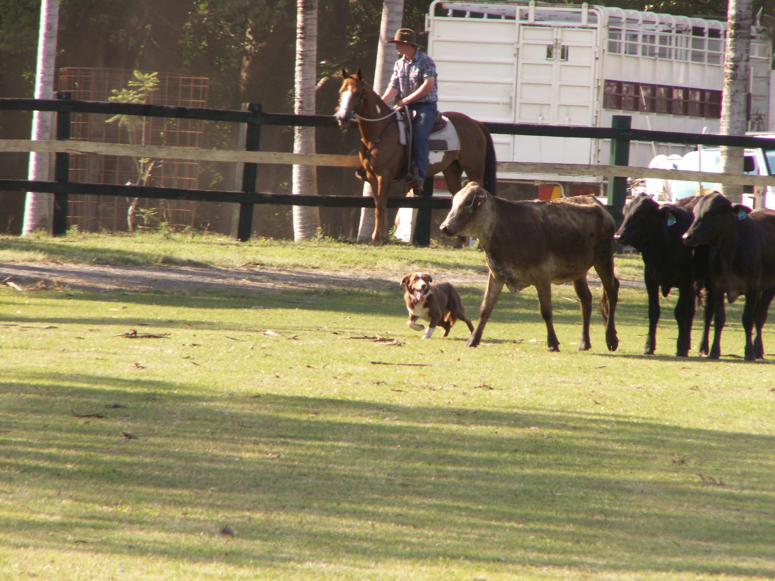 cattle dog trials at Bangalow Show 2012