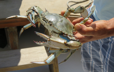 crabs at Dalyon