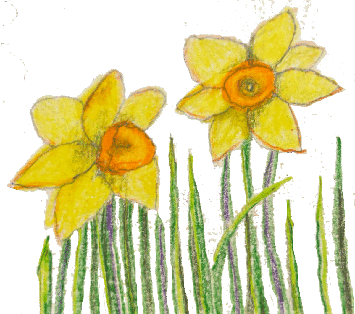 daffodils