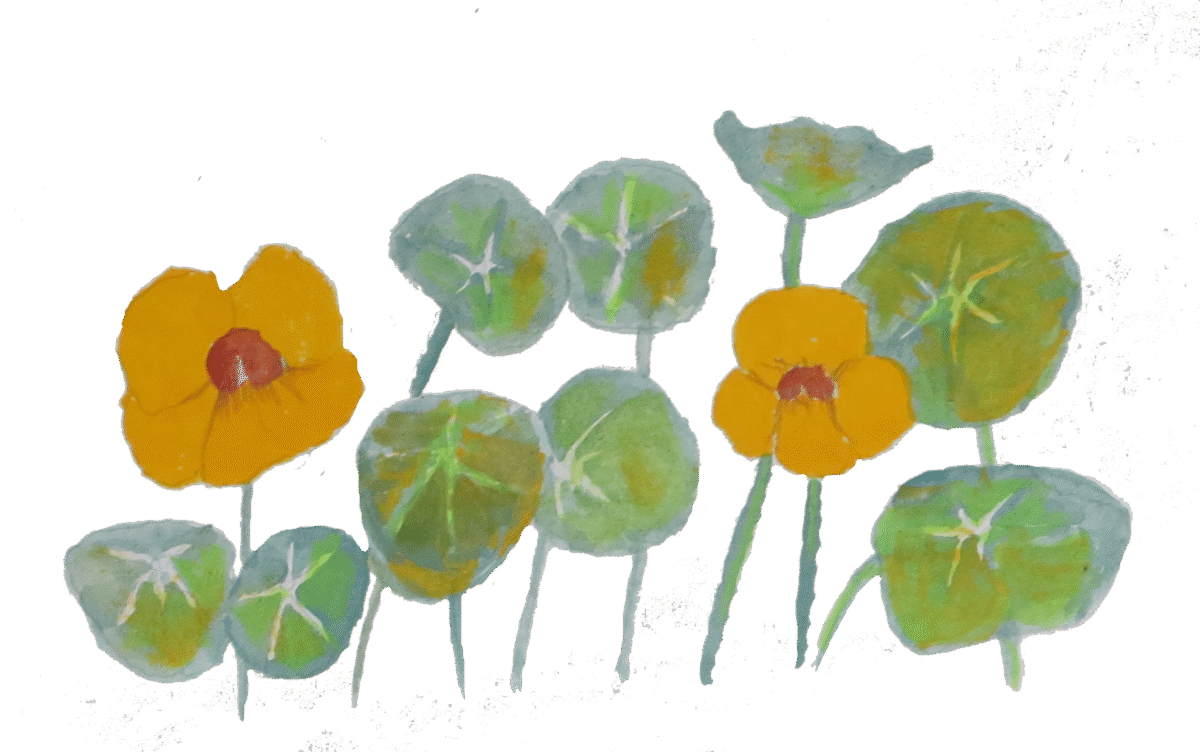 nasturtiums